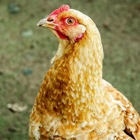 Chickens