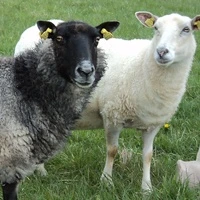Sheep