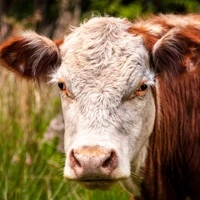 Beef cattle