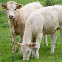 Calves
