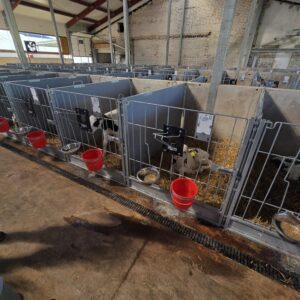 Plastic calf pen Calf-QuickBox 1.2 (0–3 months) for concrete wall