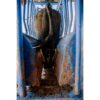 priefert-sc25-1.jpg Priefert SC25 cattle treatment and handling chute