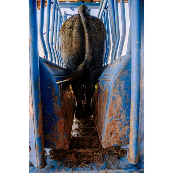 priefert-sc25-1.jpg Priefert SC25 cattle treatment and handling chute